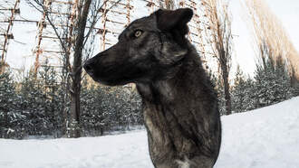 Stray Dogs Near Chernobyl Are Turning Bright Blue