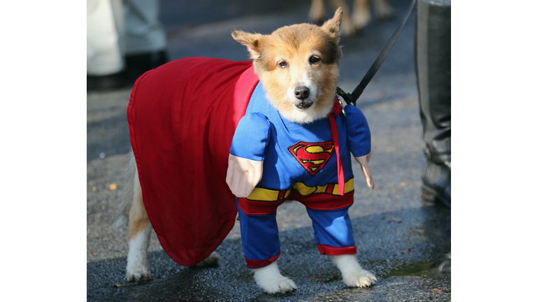 Pet Halloween Contest at Old Westbury Gardens