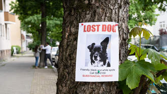 Bring a tissue! They'll be happy tears, though! Your Daily Dog Video