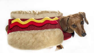 Happy Halloween!  Here's a Halloween Daily Dog Video (movie-ish)