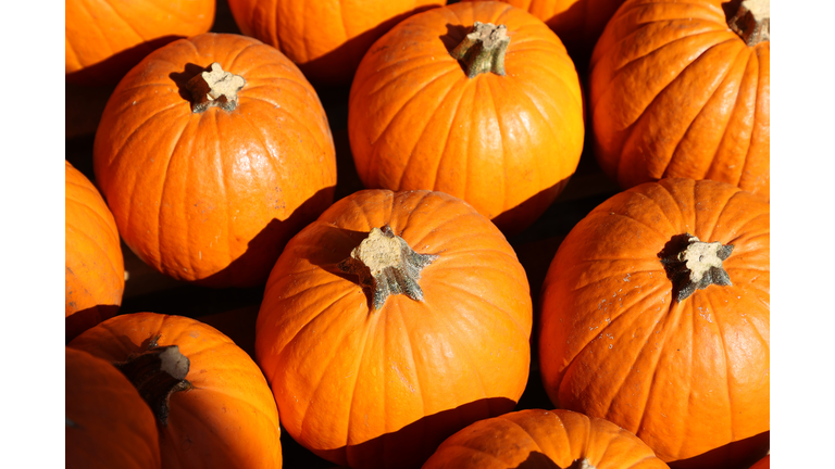Mr. Jack O'Lanterns Pumpkin Patches Officially Open For 2021 Halloween Season