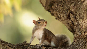 Ohio Community Wildlife Cooperative Conference