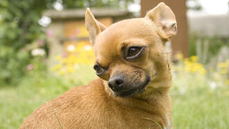 Kerry Collins - GOOD NEWS! Lost Dog Found 5 Years Later, 500 Miles Away