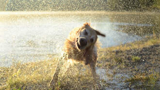 Jersey Shore police officers braves cold bay to rescue injured dog
