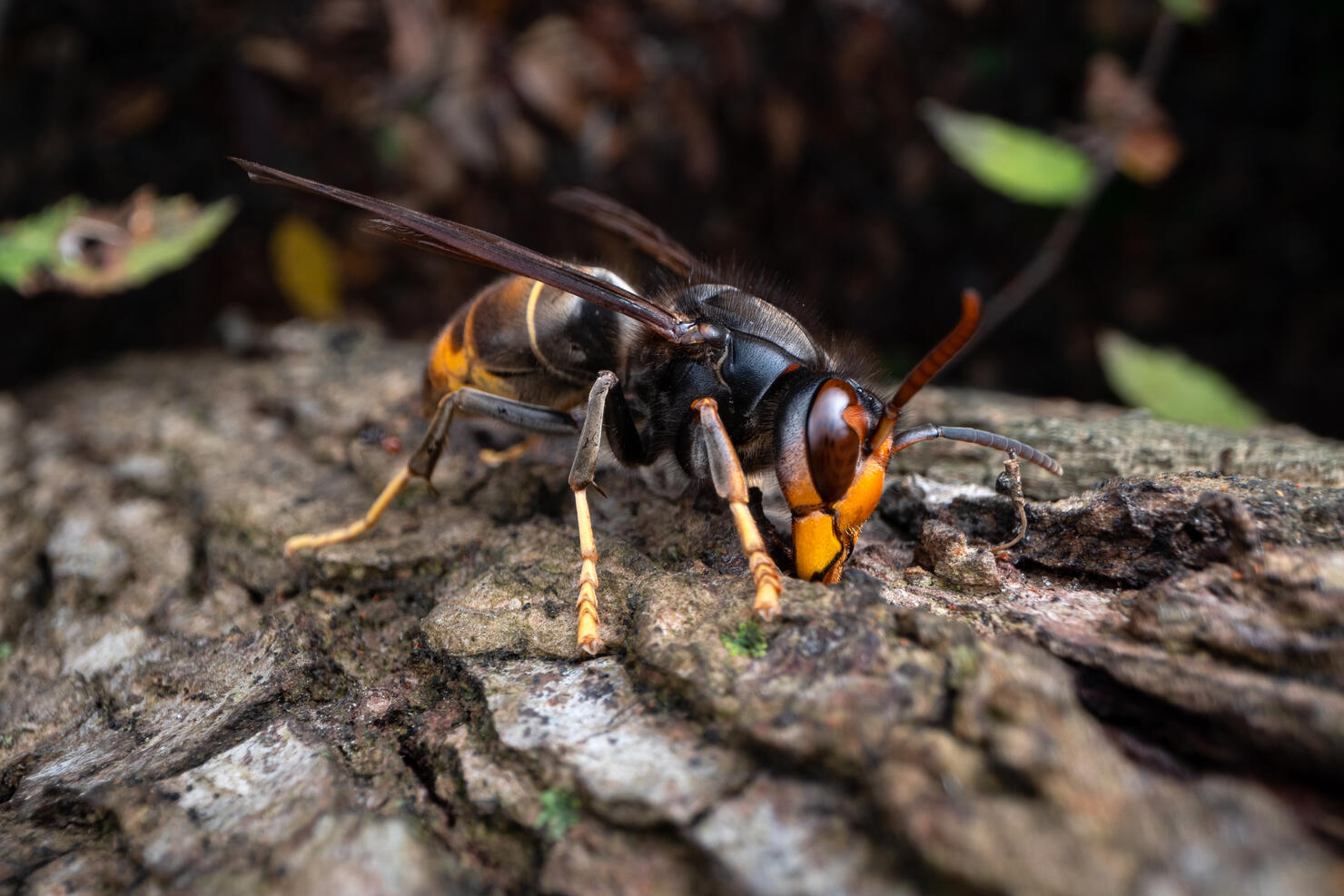 Asian hornet (Vespa velutina)