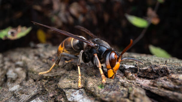 Father And His Son, 15, Stung To Death By Hundreds Of Murder Hornets