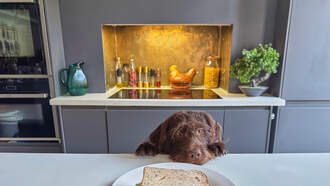 Happy National Sandwich Day!