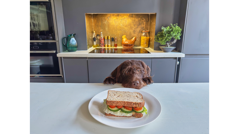 Dog staring at sandwich on kitchen counter in home kitchen.