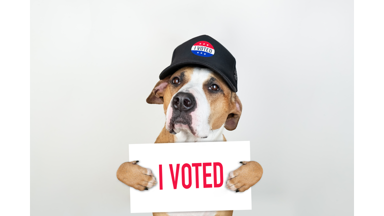 American election activism concept: staffordshire terrier dog in patriotic baseball hat