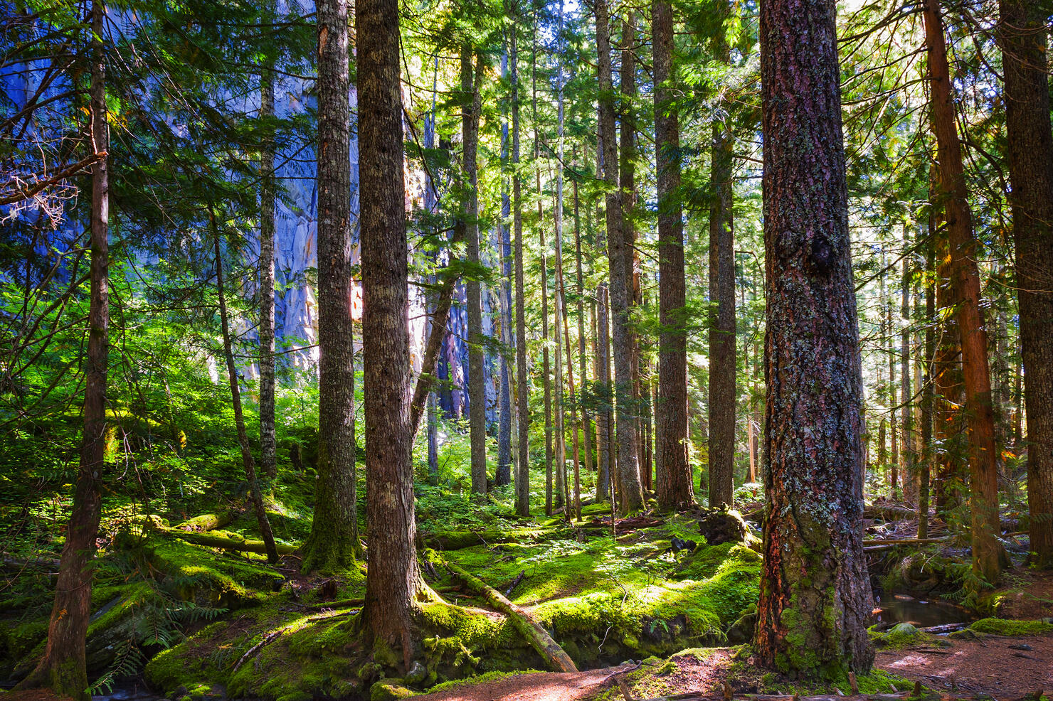 Mt. Hood National Forest where trees filter sunlight