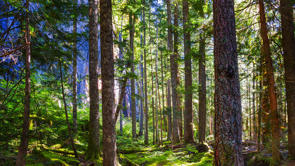 Massive Search Underway For 'Experienced' Hunter Missing In National Forest