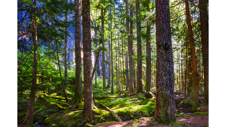 Mt. Hood National Forest where trees filter sunlight