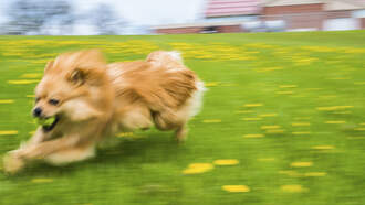 What's better than zoomies?? Nothing! Your Daily Dog Video