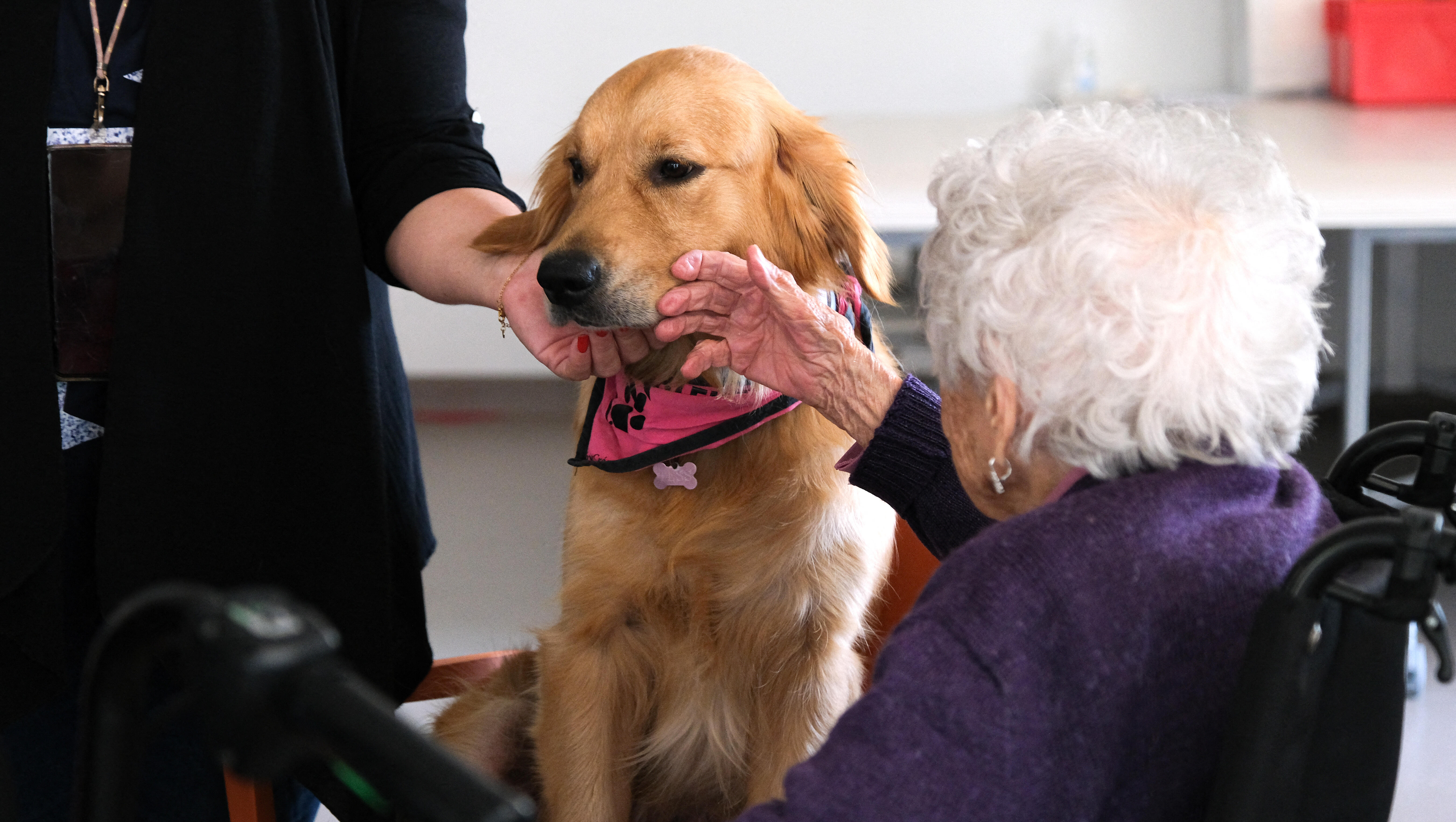 Meet Red ❤️ Our Wet Nose Wednesday Senior Superstar! 