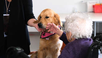 Meet Red ❤️ Our Wet Nose Wednesday Senior Superstar! 