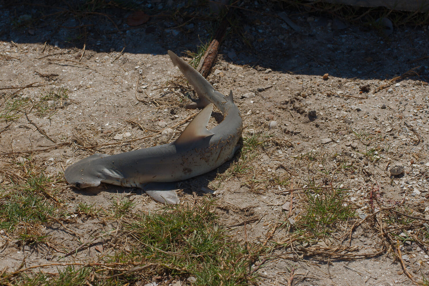 Baby Shark on Sandy ground near seawall Under Natural Sunlight