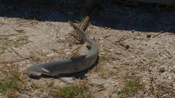 Woman Sees Beached Shark While Walking Dogs And Puts It Back In The Ocean