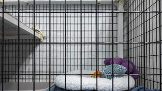 Dog's Death Sparks Outcry at Manlius Daycare