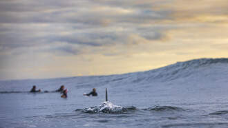 National News - Popular Beach Spot Closed After Surfer Attacked By Shark