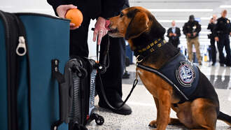 Falmouth Police Re-Establish K-9 Unit After 25-Year Hiatus