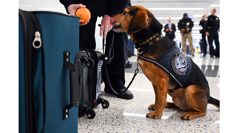 US-SECURITY-CUSTOMS-ANIMAL