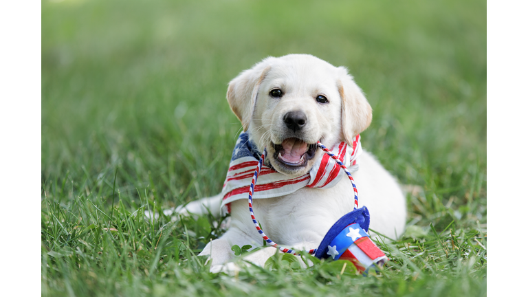 Fourth of July with a Yellow Labrador Puppy