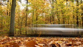 Ron Wilson - What Happened to the Fall Color this Year?