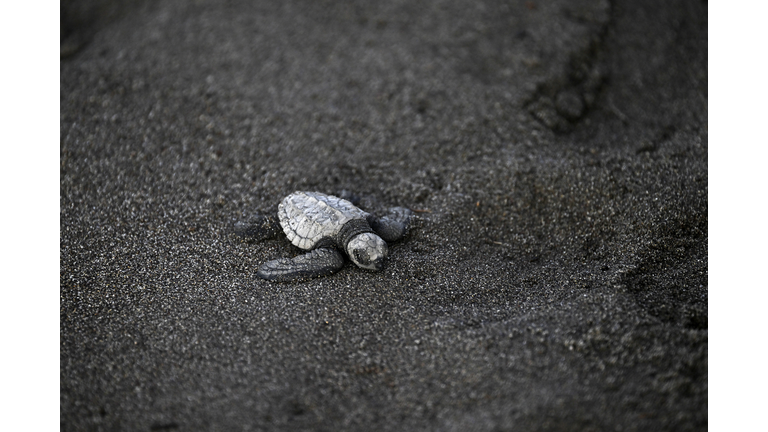 GUATEMALA-ANIMAL-TURTLE-NESTING