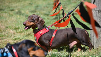 Pet Adoption Trial Program Underway In San Diego