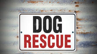 Pet Rescue In Walker Dealing With Too Many Puppies