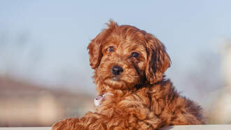 Mini Goldendoodle Saves The Day 