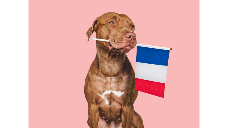 Lovable, pretty dog and French Flag. Closeup