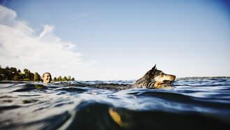 Your Daily Dog Video is a very bad dog. He's ok thanks to the officer!