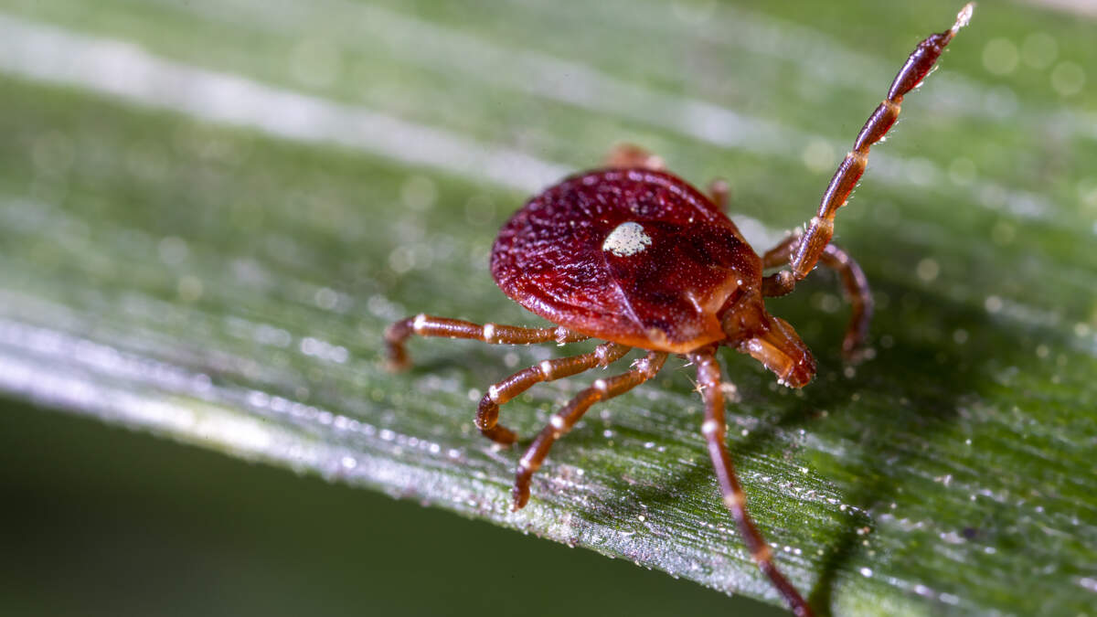 New Jersey Man Is First Person To Die From Meat Allergy Caused By Tick Bite