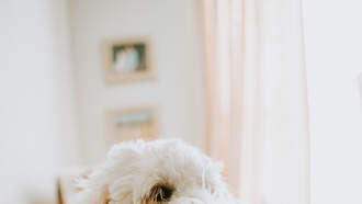 Your Daily Dog Video is a bit longer than usual, but so good for the soul!