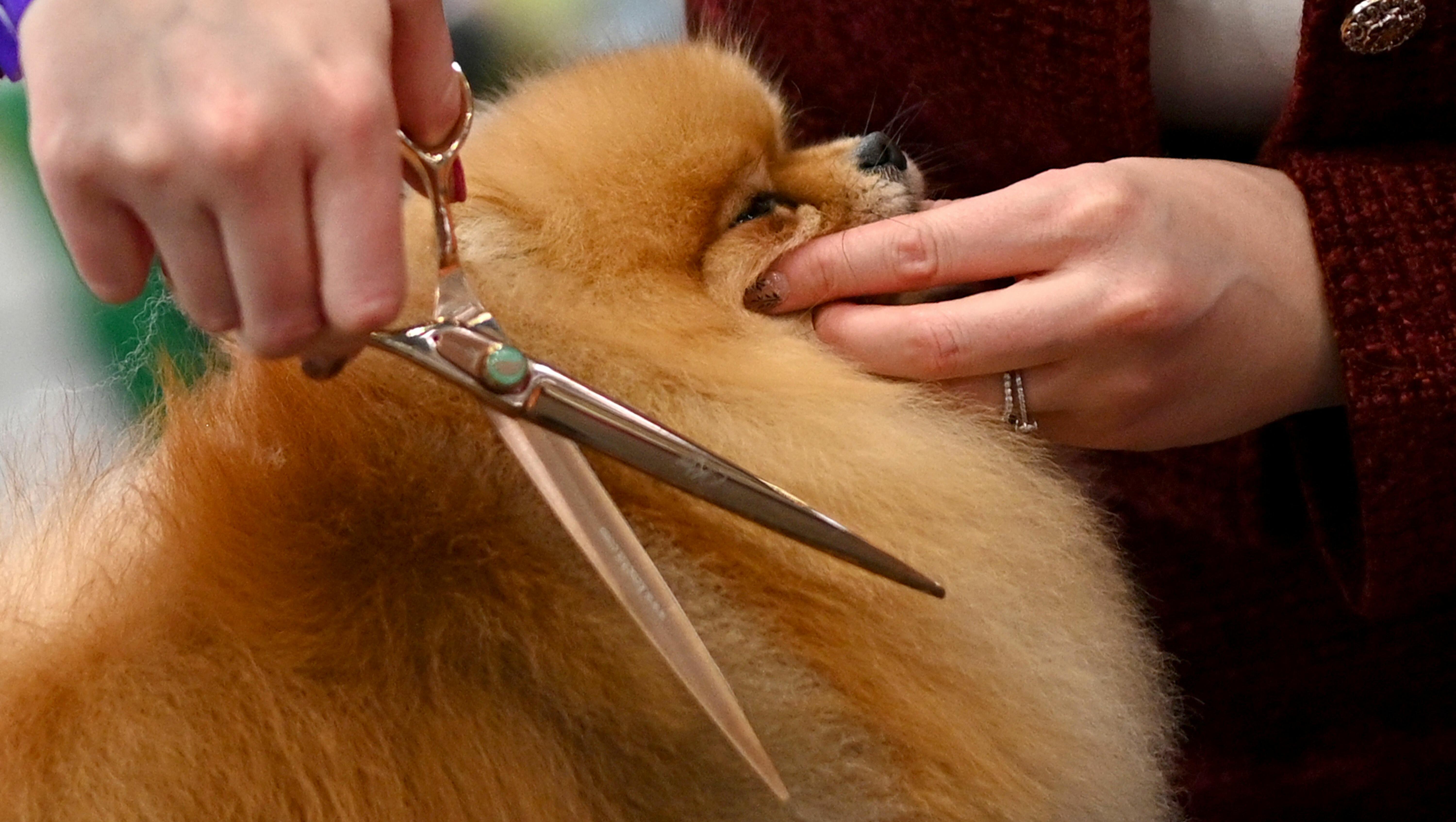 AG Phil Weiser on the Dog Groomer Training PetSmart Settlement
