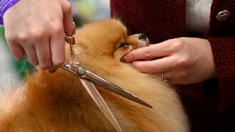 AG Phil Weiser on the Dog Groomer Training PetSmart Settlement