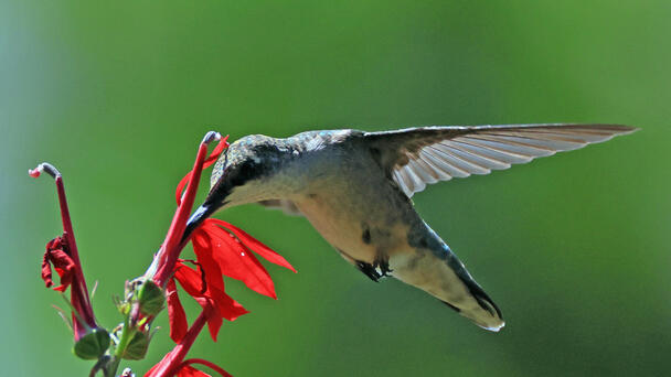 Watch How This Couple Saved A Hummingbird Trapped In Home