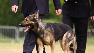 When This Dog Failed Out Of K9 Training There Was A Surprise Ending 