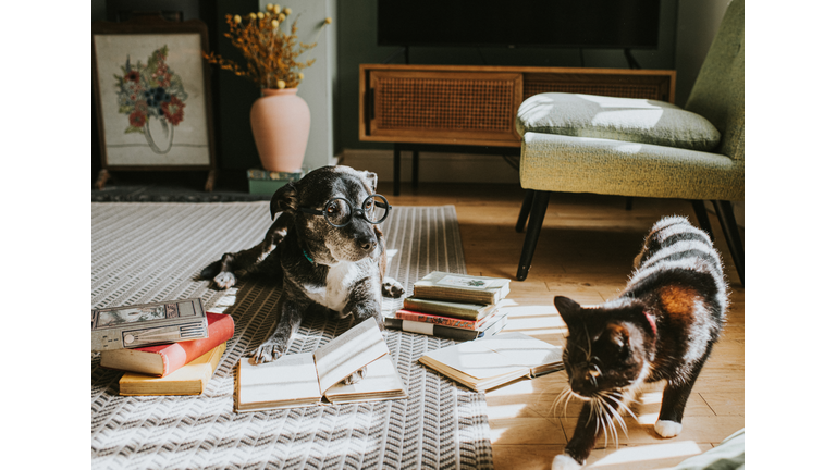 Humorous image of an old black dog wearing glasses, reading books.