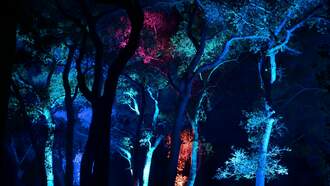 Descanso Gardens’ Enchanted Forest of Light Offers a Calm Holiday Escape