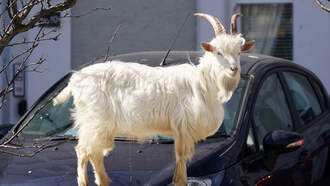 Loose Goat Causes Chaos in Detroit as Man Leaps Onto Car Roof to Escape