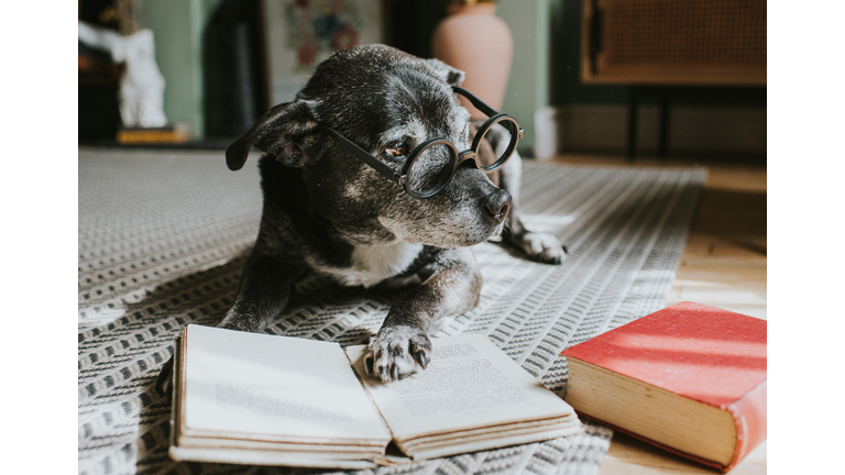 A wise looking dog wears glasses as she reads a book, looking off to the side.