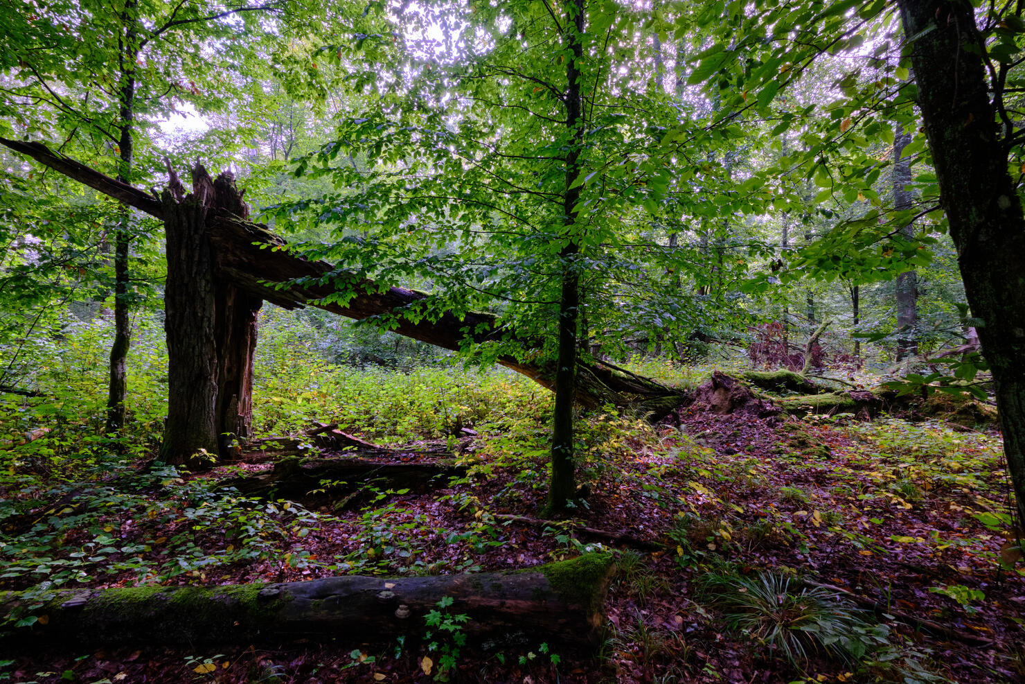 Summertime deciduous forest with broken old trees