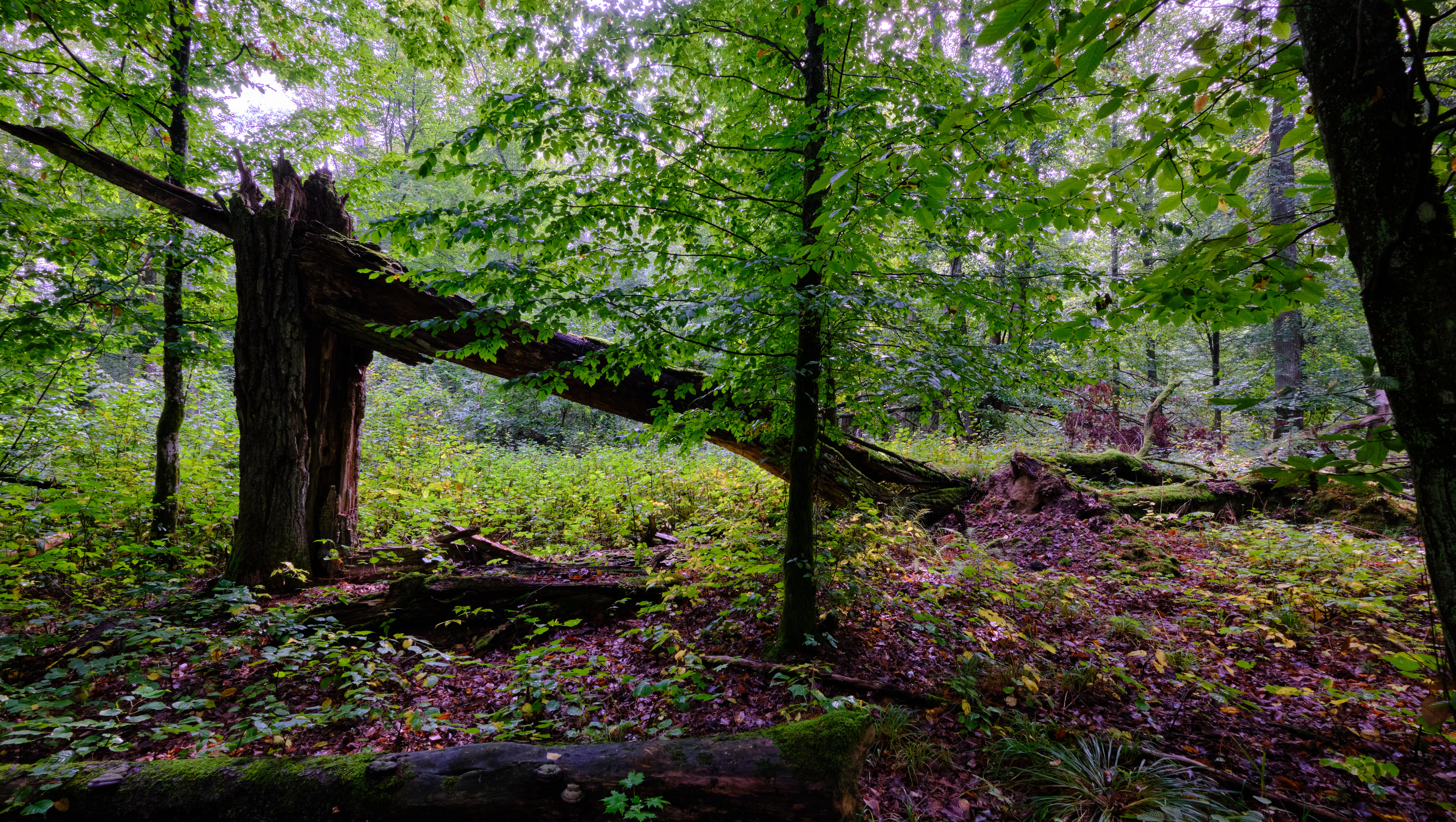 Boy, 8, Crushed To Death By Falling Tree Branch In Front Of His Parents