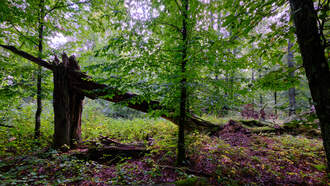 National News - Boy, 8, Crushed To Death By Falling Tree Branch In Front Of His Parents