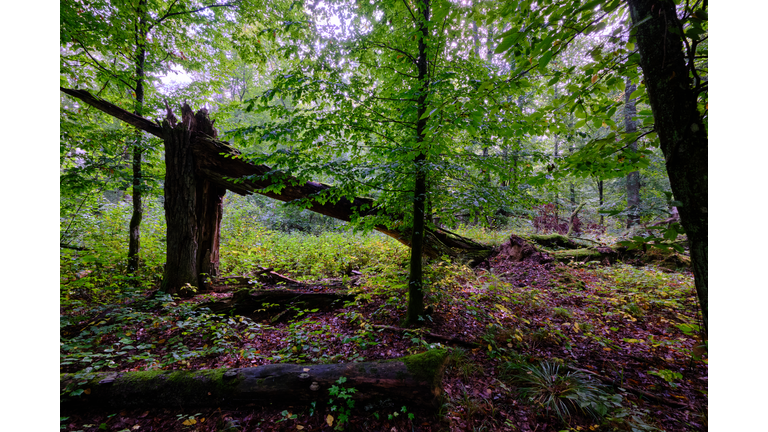 Summertime deciduous forest with broken old trees
