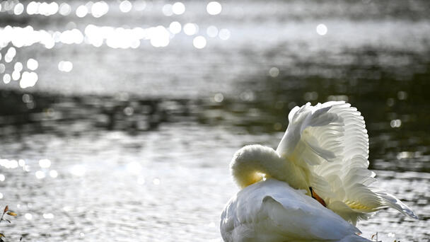 RIDOH, DEM Lift Cyanobacteria Advisories