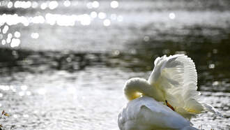 RIDOH, DEM Lift Cyanobacteria Advisories