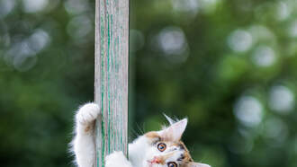 Cat Stuck Atop Utility Pole Is Finally Rescued